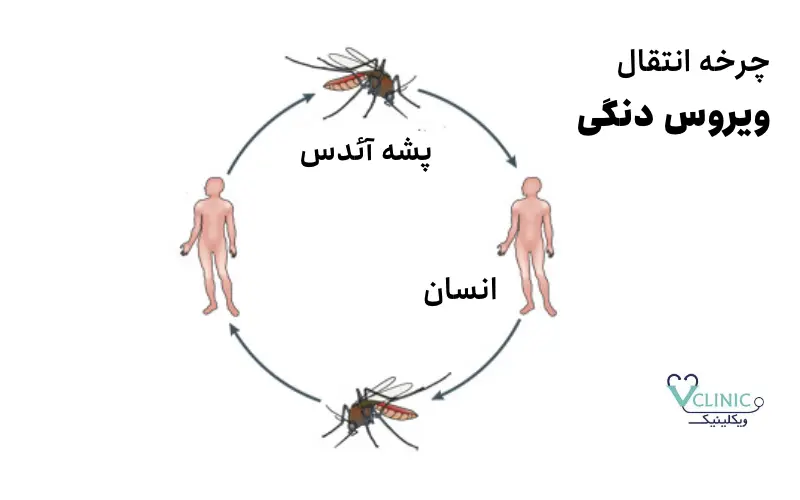 چرخه انتقال ویروس دنگی