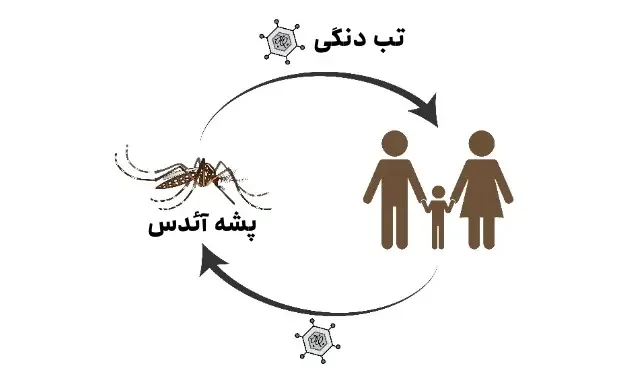 تب دنگی و پشه آئدس