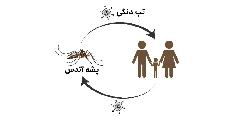 تب دنگی و پشه آئدس