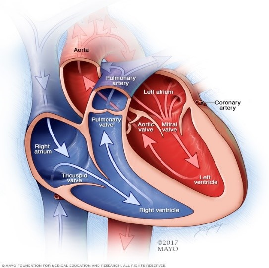  دریچه های قلب ، که جریان خون را در جهت صحیح جریان می دهد ، دروازه هایی در دهانه های محفظه (برای دریچه های تریکوسپید و میترال) و خارج می شوند (برای دریچه های ریوی و آئورت)